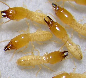exxeltermite's tweet photo. Subterranean termites are by far the most destructive termite species
#TermiteFact https://t.co/ow3x0fXwxU