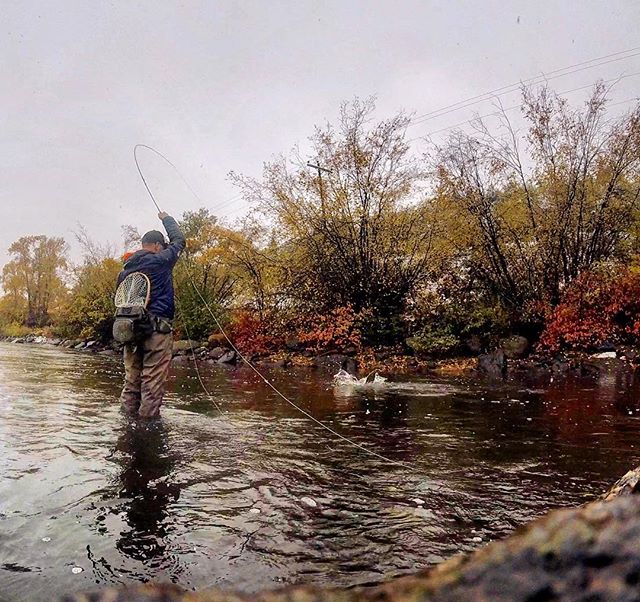 VVAnglers's tweet photo. When you look up "Fall Fly Fishing" in the dictionary: Snow, Fantastic Foliage, Fish on. #FlyFishCO Photo: Catch The Experience. Vail, Co https://t.co/2wiVvyinme