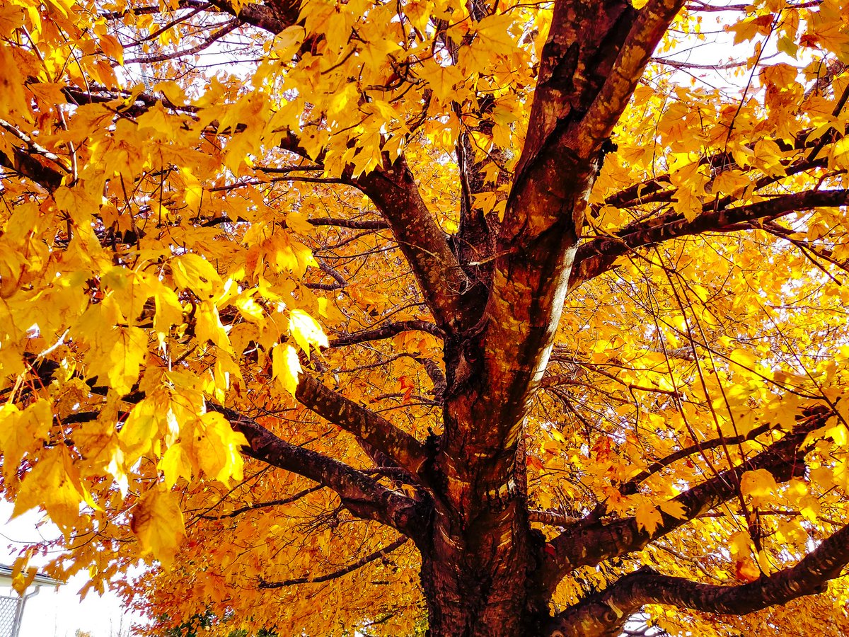SentientB0t_'s tweet photo. #KC #Fall #Fall2k17 https://t.co/SFIMCDRNi9
