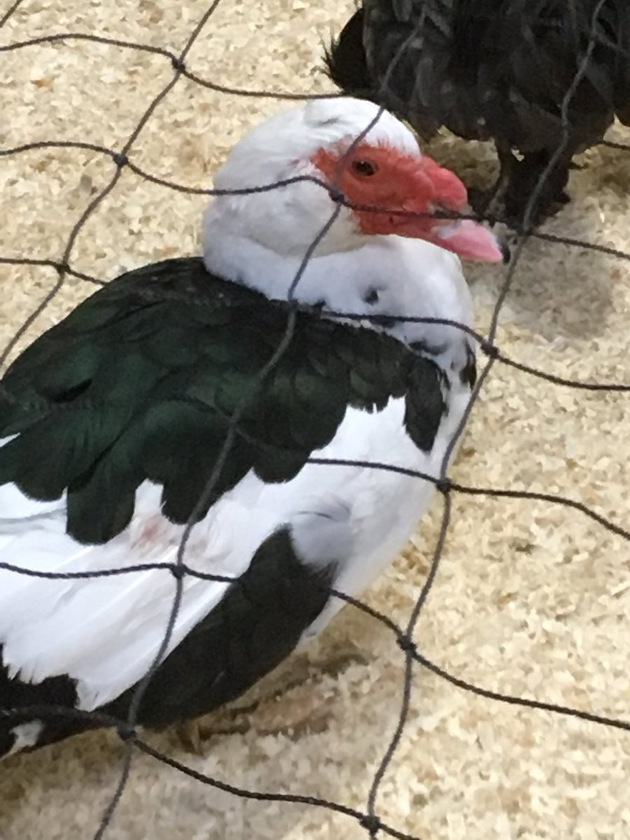 lolacanola67's tweet photo. @Brandle07 @NorthlandsAg Yes, yes, and yes! We’ve got horses to pet! Goats, llamas, ducks &amp; sheep to meet! And a ton of fun Farm-related activities. Look for #FarmtasticFunWeekend this Sat and Sun! @NorthlandsAg #farmfair https://t.co/UsSpvM5llu