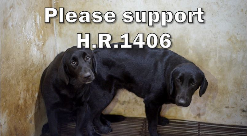 sherrystpierre5's tweet photo. .@TXRandy14 Pls support this legislation to stop this foreign, cruel practice of the dog &amp; cat meat trade from setting down strong roots in our country. Protect our family members w/federal law. https://t.co/ONR8D0xx2R