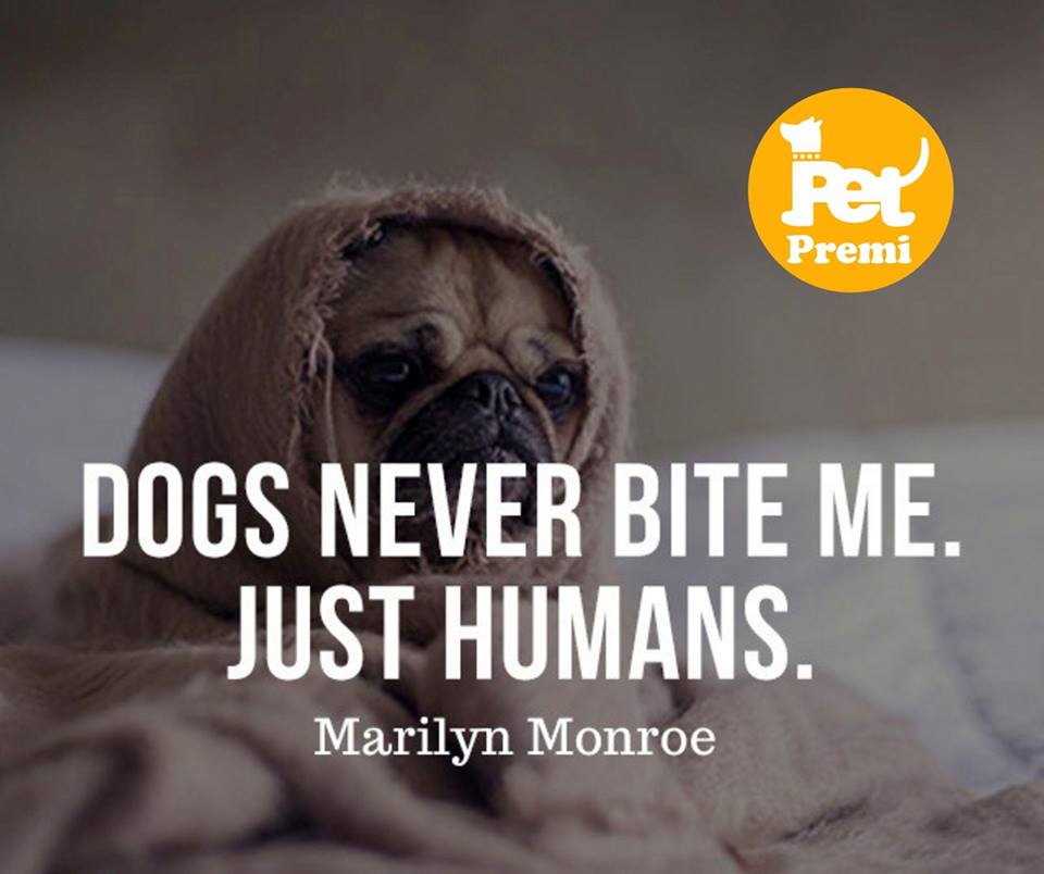 PetPremi's tweet photo. Dogs never bite me...
#petpremi
#lovemydog
@PetPremi https://t.co/dG34PB11nx