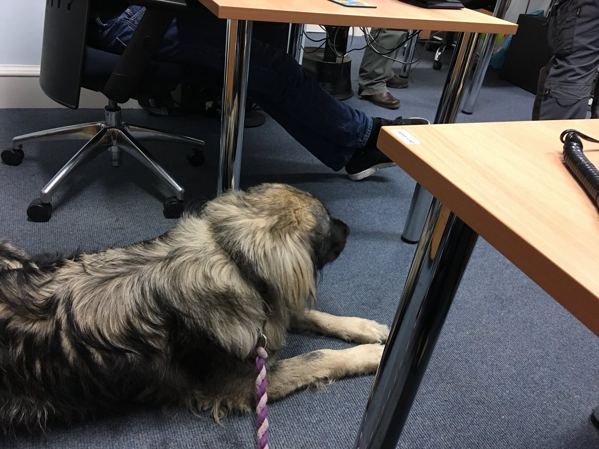 NavajoBirdsong's tweet photo. Good news fir #Boudha today- her nodes are fine n just a reaction to treatment- so #fingerscrossed her #bloods come back fine n #HomeAndDry #exstreetdog plus now #officemascot! #tempposition! https://t.co/kE7moXtGq0