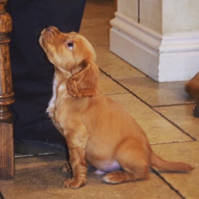 rosiedoc666's tweet photo. So sad owners came home to house ransacked #Burglary they took this handsome little guy too 💔12 week old #CockerSpaniel #chipped
#FindBuzz 9/11
#SherbourneStJohn #Hampshire pls rt get this little boy home how frightened will he be 😢 https://t.co/Fxz03p8evF
