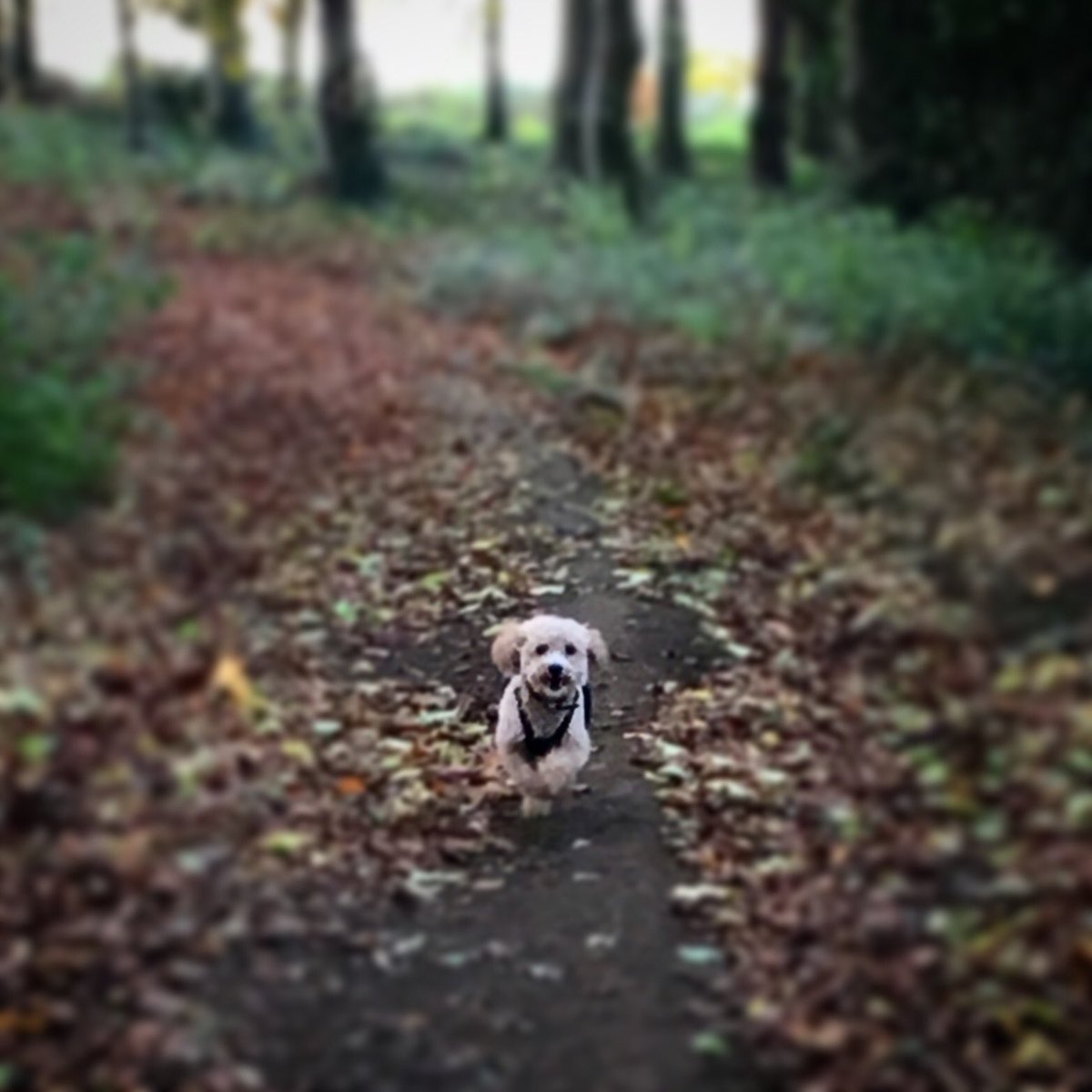 #friday #Dog #Run #weekend #Woods #Poochon