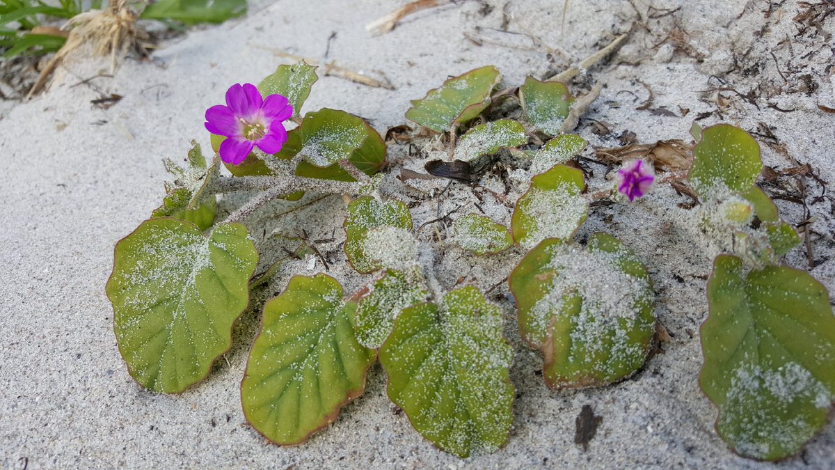 Okenia hypogaea, aka beach peanut, popping up en masse on Key Biscayne after Hurricane Irma.  This little #endangered #native #plant is a big dune builder.  See the sand accretion?  #beachlife