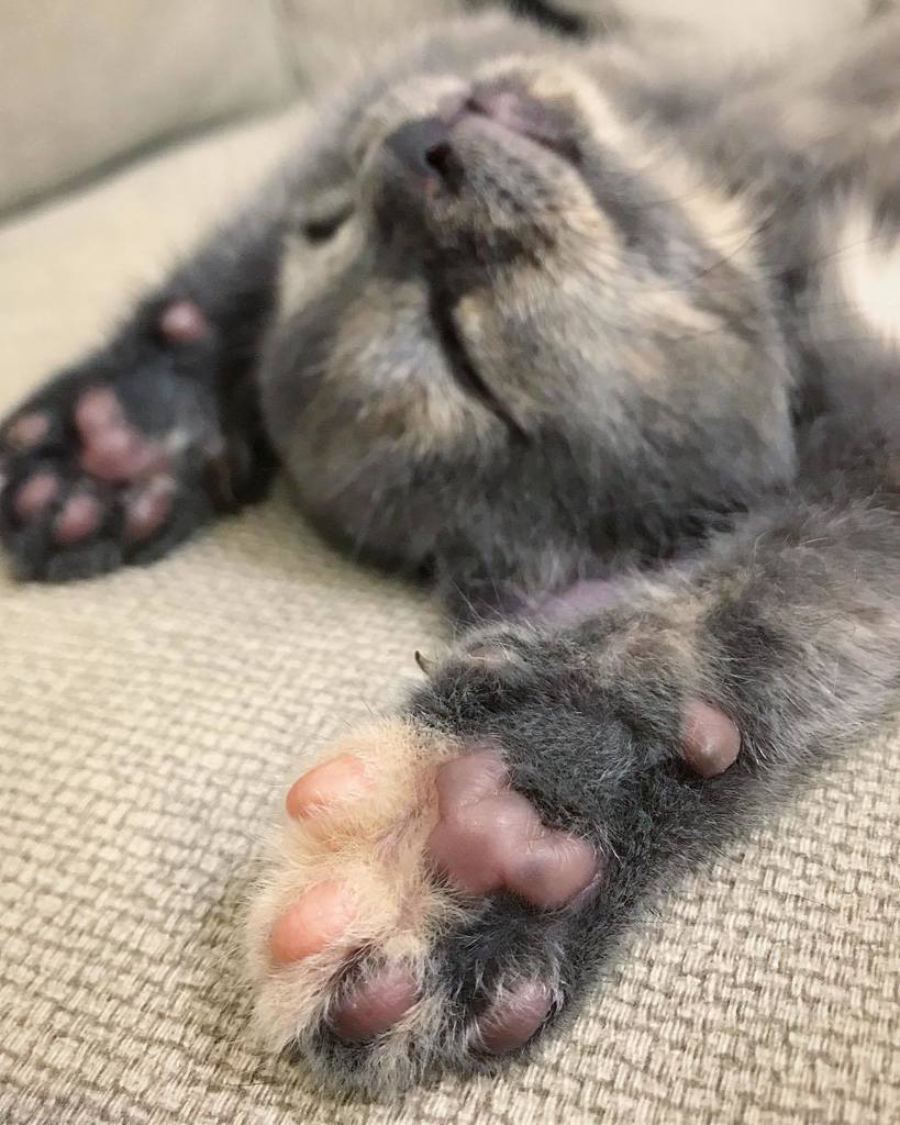 kitten beans