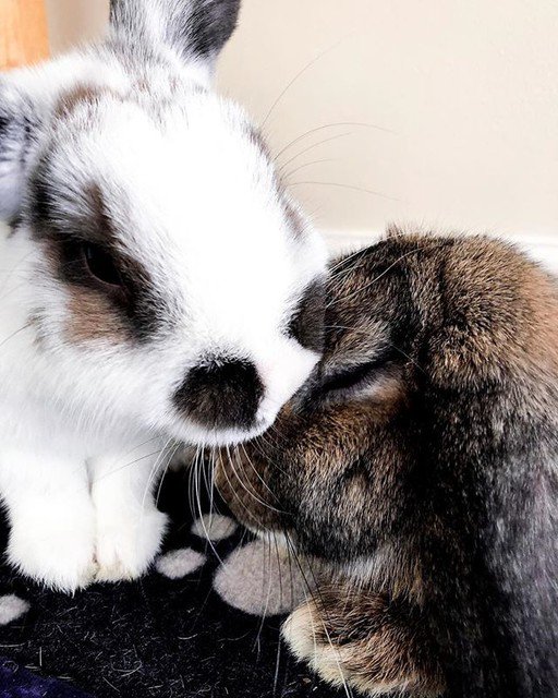 megastoreph's tweet photo. Reposting @lola_and_cooper:
So much love 😍😘
.
.
.
.
#rabbitsofinstagram #rabbits #rabbitlove #rabbitlife #rabbitcare #petsofig #petstagram https://t.co/hBhpp3xGIQ