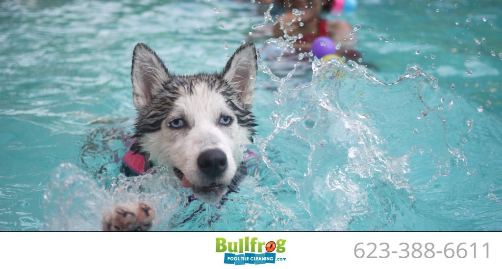 BullfrogPool tweet picture