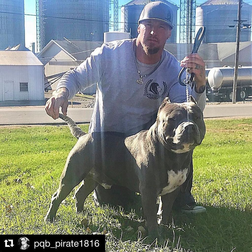 AlphaCatClothes's tweet photo. #Repost @pqb_pirate1816 (@get_repost)
・・・
#pqbchewbacca is ready for #2017natinalschicago #bully #americanbully #b… https://t.co/4Bgi2g3yWr https://t.co/qHlqjCVOz8