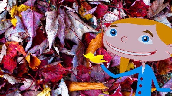 Fall is a great time to explore the different sizes, shapes, and colors of leaves! See what you find outside: 
to.pbs.org/2zjnxpf