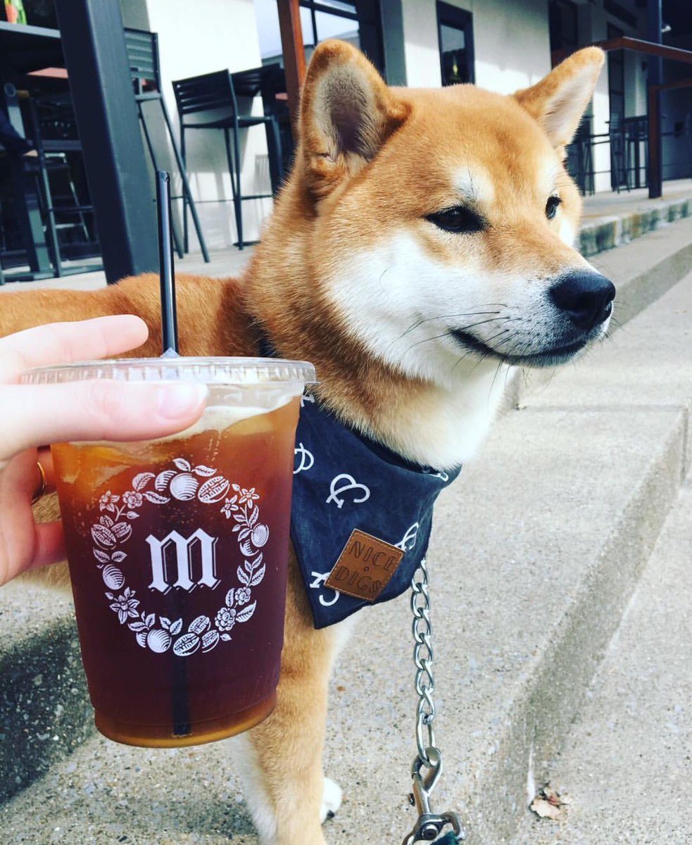 MatchlessCo's tweet image. T.G.I.F. | Just dropped off a fresh keg to @theturniptruck! We can't wait to kick back and enjoy the weekend in style like @the.fantastic.mr.fox. How about you? 
.
.
.
.
📸: @the.fantastic.mr.fox