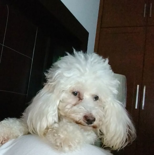 fcamgl's tweet photo. Mi bebé te voy a extrañar toda la vida. Una parte de mi se va contigo, 8 años de mucha alegria ❤ https://t.co/mgJlAq4MIm