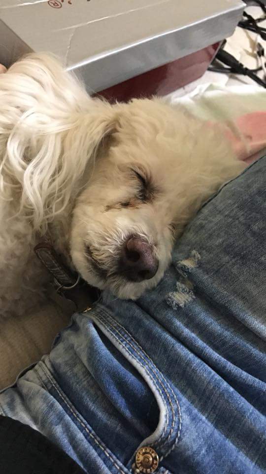 fcamgl's tweet photo. Mi bebé te voy a extrañar toda la vida. Una parte de mi se va contigo, 8 años de mucha alegria ❤ https://t.co/mgJlAq4MIm