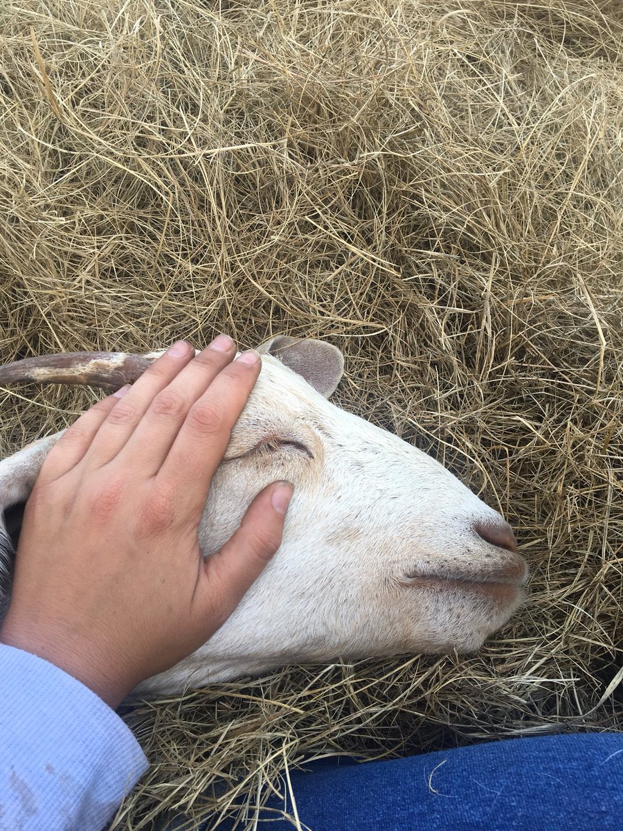 #TGIF 🙌🏻 We hope you have a weekend as peaceful as our boy Basil is in this photograph🐏 🎥