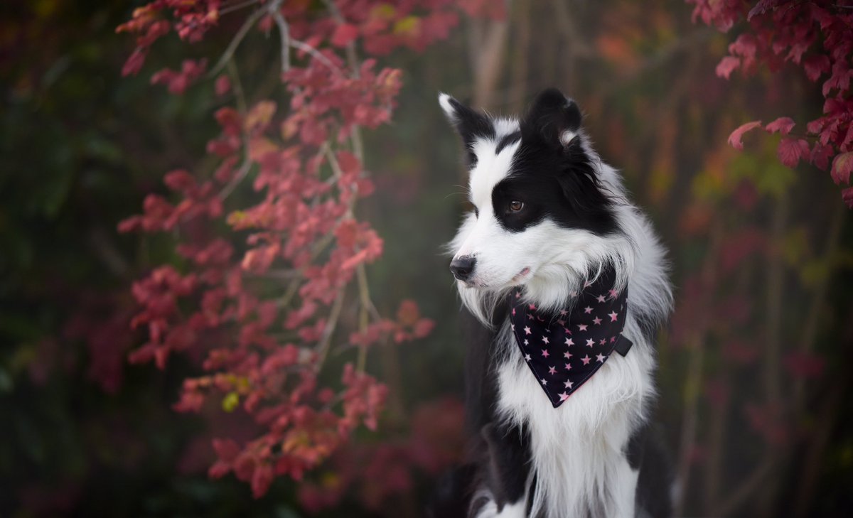 Here’s the handsome Wapi wearing our Indigo version of 'The Aurora' #DogBandana 💙 It's made from super-soft, breathable, Japanese double gauze cotton 🇯🇵 We’ve finished it off with our hand-stamped leather label. Doesn’t it look great? #TheStatelyHound