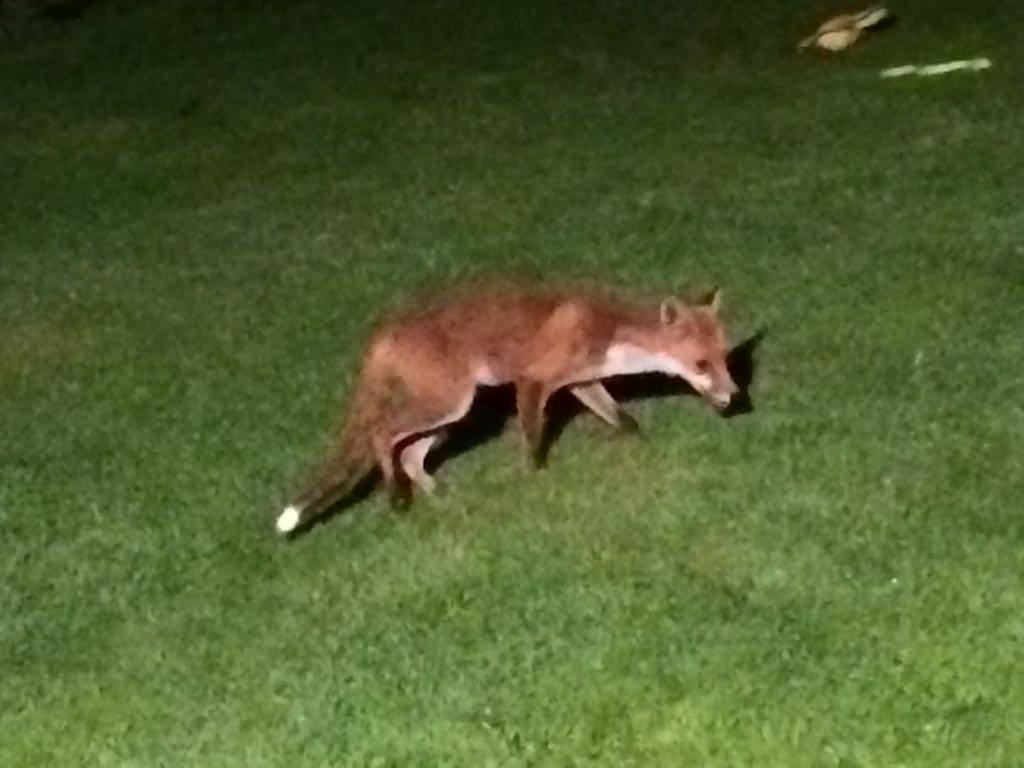 We've named her fantastique, beautiful thing, came into my garden limping, fed it and has returned nightly, limp gone now, she is cheeky so we don't feed her every night. Think maybe onto a good thing hehe