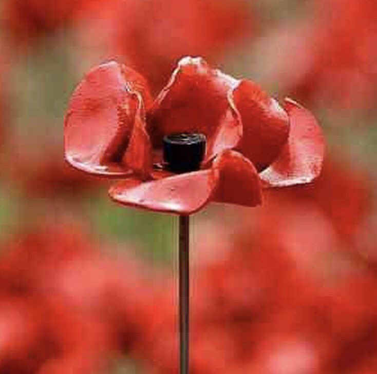 scubastrapp's tweet photo. At the going down of the sun and in the morning
We will remember them. https://t.co/4b9hKTN3W0