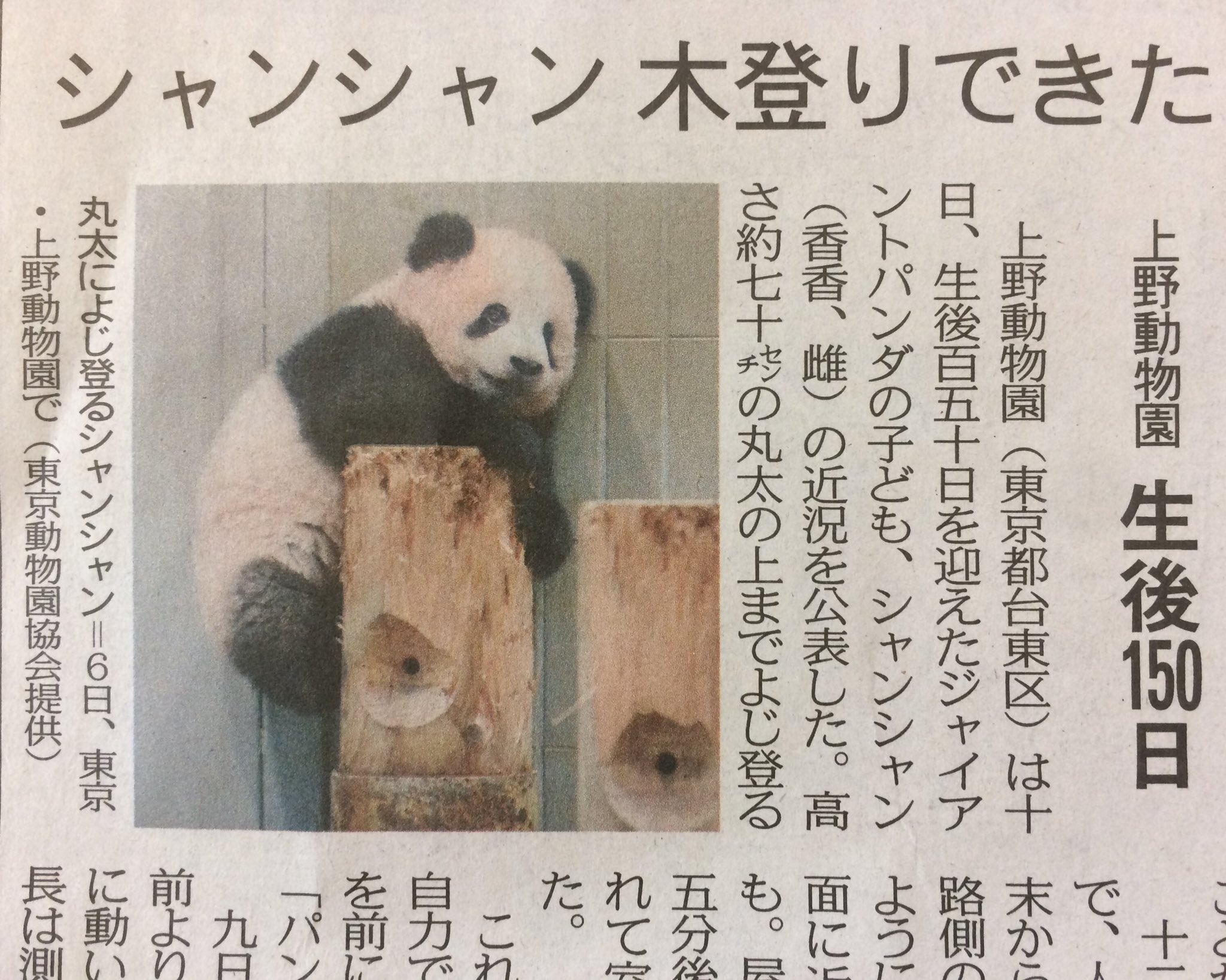 シャンシャン 等身大 新聞紙 東京新聞社会部 on X: 