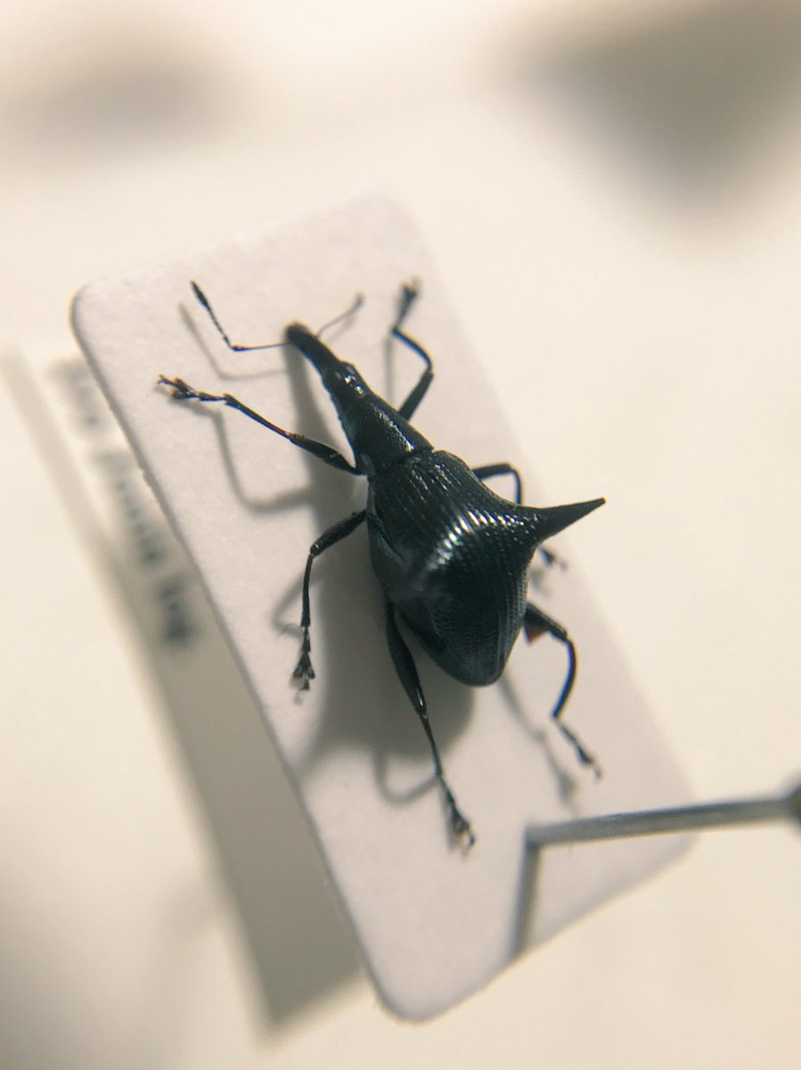 ニュージーランド固有のゾウムシScolopterusの1種。 鞘翅から伸びる