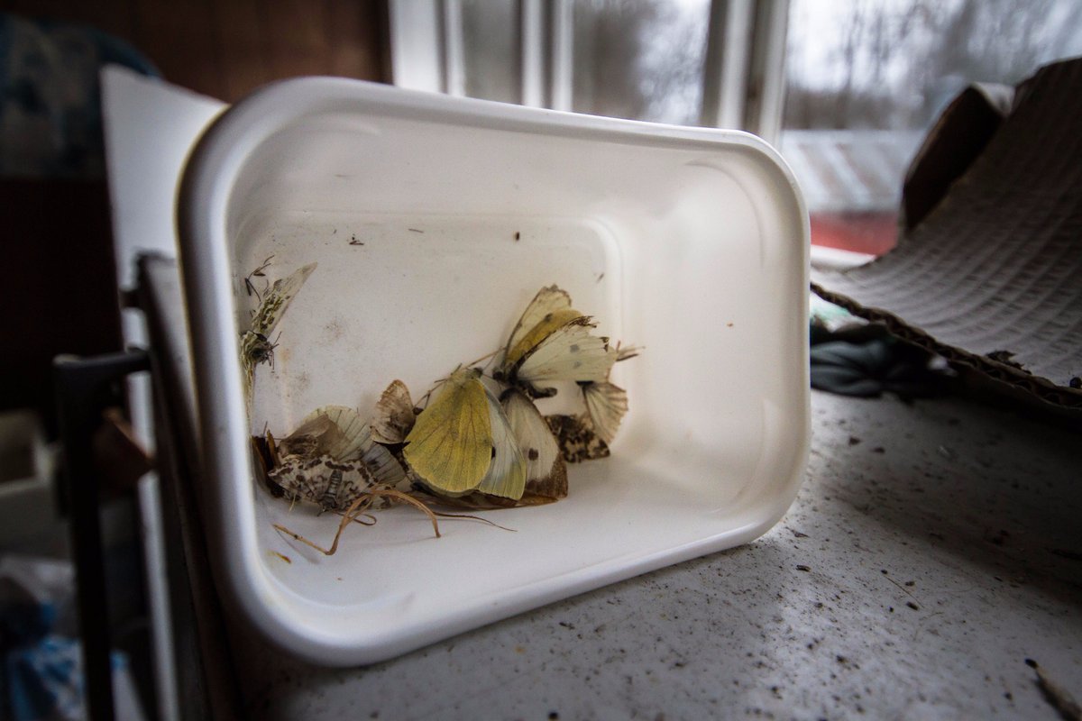 NordicUrbex's tweet photo. the odd home #nordicurbex #urbex #urbexnorway #abandoned #forlatt @KeithIsHereYT @WorldAbandoned https://t.co/RkGJVAKr0A