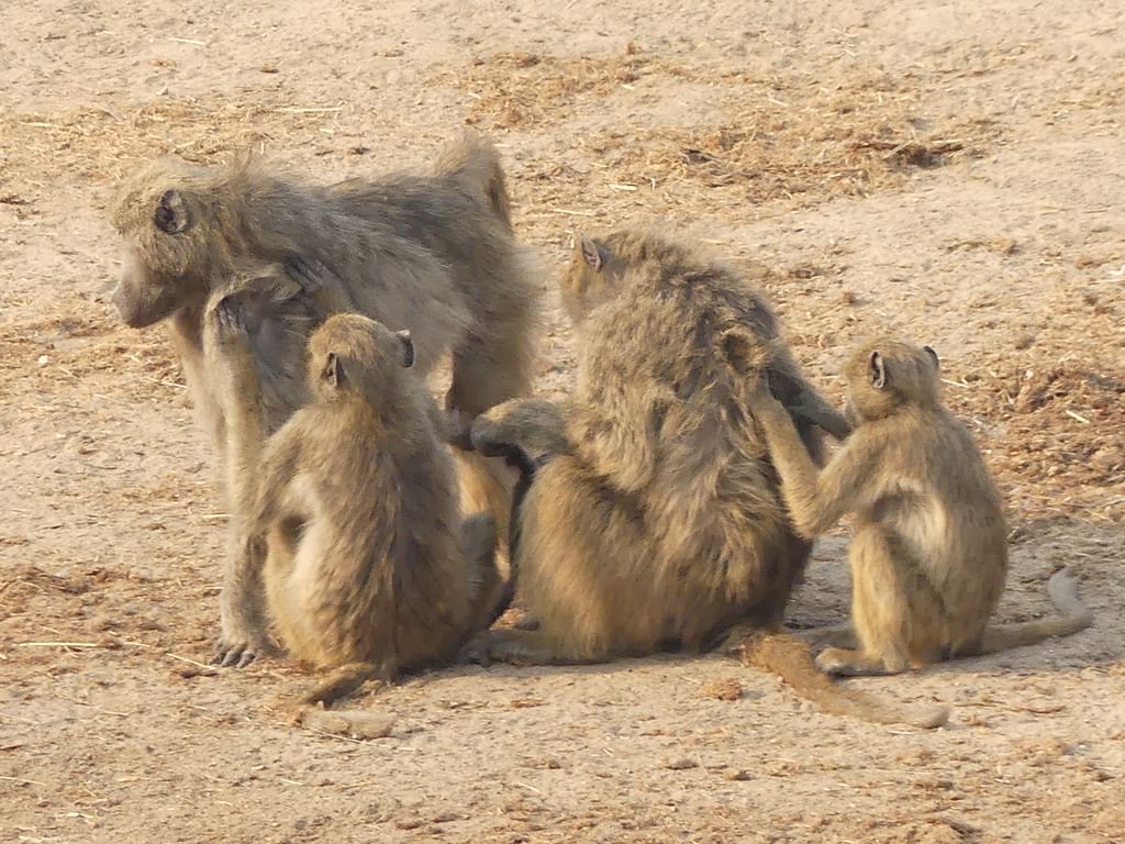 Babooning around at #Masuma watering hole. #EpicZimbabweJourney @HwangeBushCamp <a href="/IFWTWA/">IFWTWA</a>