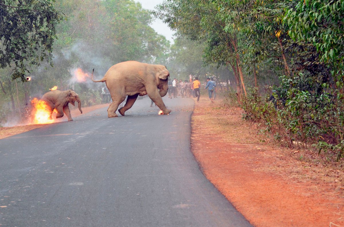 Terrified baby elephant cries out as it's set on FIRE by baying mob throwing 'tar balls' mirror.co.uk/news/gallery/t…