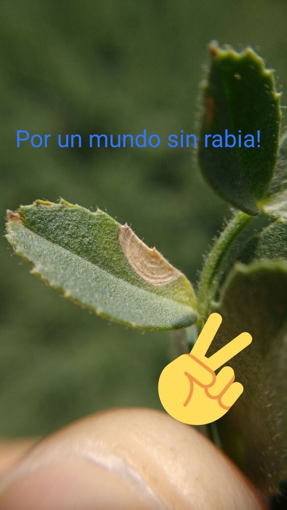 Ensayo de ingredientes activos en garbanzo!!!!!!!!!