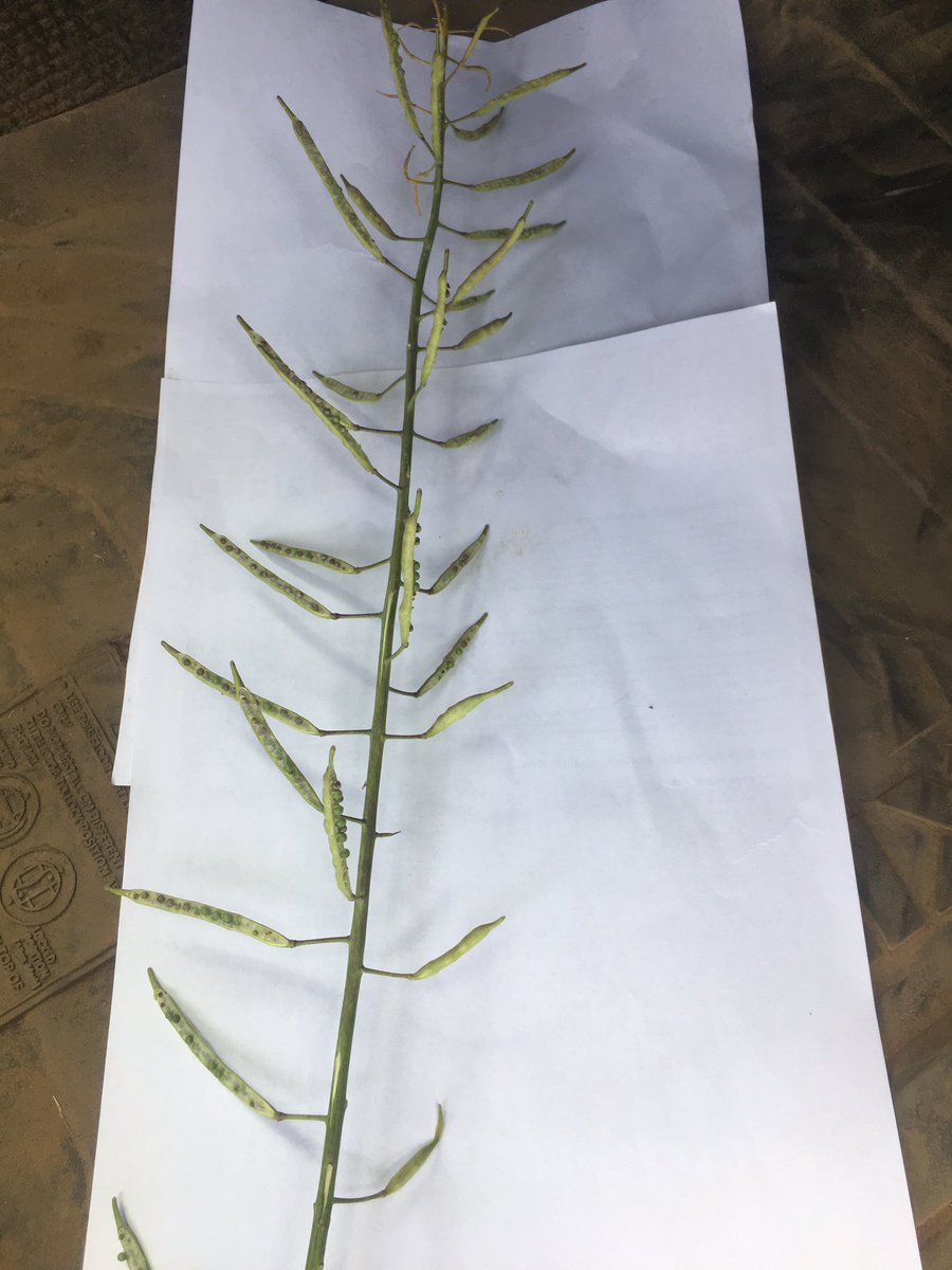 Already 100% losses in the wheat and now looks like the canola is going to have equally significant losses.