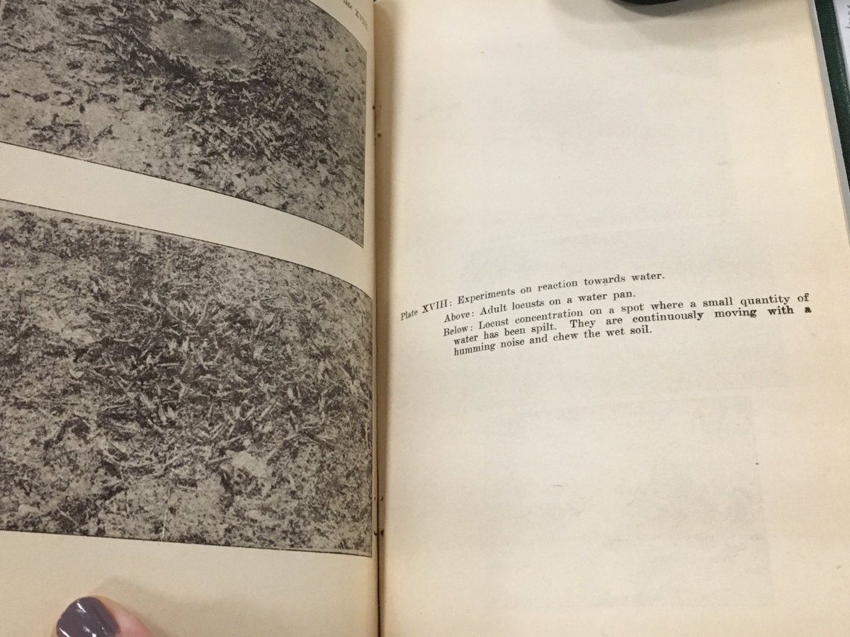 JeannetteVaught's tweet photo. So excited to share my #FridayField from the @FieldMuseum library, researching locusts in fields: https://t.co/EdcYs12TOl