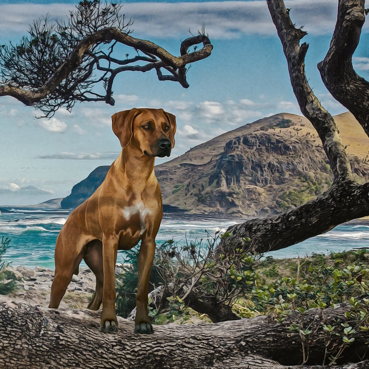 WhatThenStudio's tweet photo. Pure bred Rhodesian ridgeback At The hole in the wall at Coffee Bay in the Wild Coast Republic South Africa. By #ipetpost @ipetpost #rhodesianlovers #rhodesiandogs #rhodesianlove #rhodesianridgeback #rhodesianridgebackpuppy #southafrican #theholeinthewall #RhodesianRidgeback https://t.co/IcKchU1BPk