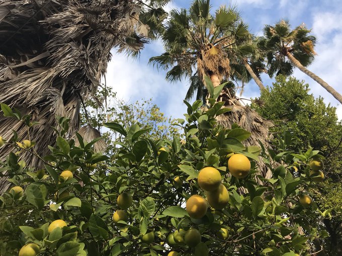 California lemons 🌞🍋 https://t.co/p0hzQMVQb6<a href="/tag/happy420"class="tags"><span>#happy420</span></a><a href="/tag/terptastic"class="tags"><span>#terptastic</span></a><a href="/tag/rawgarden42020"class="tags"><span>#rawgarden42020</span></a>