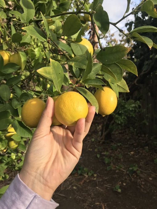 California lemons 🌞🍋 https://t.co/p0hzQMVQb6<a href="/tag/happy420"class="tags"><span>#happy420</span></a><a href="/tag/terptastic"class="tags"><span>#terptastic</span></a><a href="/tag/rawgarden42020"class="tags"><span>#rawgarden42020</span></a>
