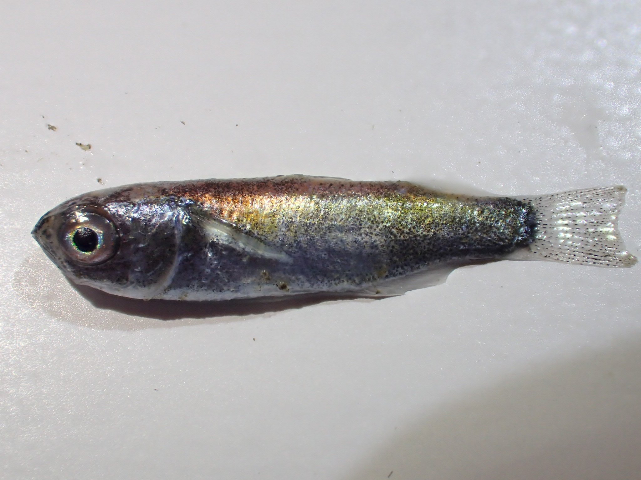 Mugilnaoki Apria 27 オニボラは沖縄ではほぼ年中稚魚が見られますが 本州だと紀伊半島辺りでも1cm程度の稚魚が見られるのは10月末までで11月に見られるのは暖かい時期の接岸個体の生き残りのみです ワニグチボラの場合 年によりますが同程度の稚魚は11
