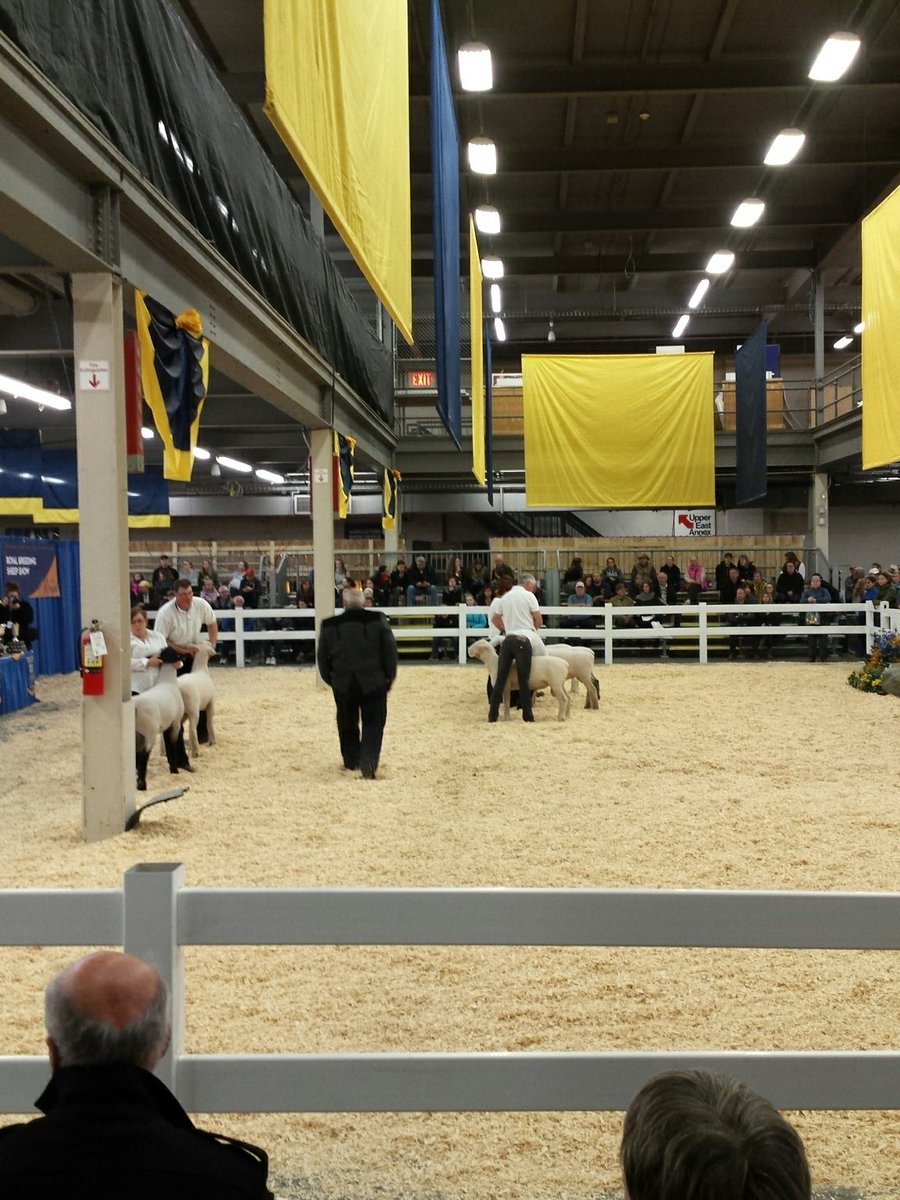 RAWFagriculture's tweet photo. Supreme Slick Shorn Ram Championship Trophy Class happening now! #RAWF17 #royalsheepshow #royalwinterfair #trophyclass https://t.co/CaTpV5dN6E