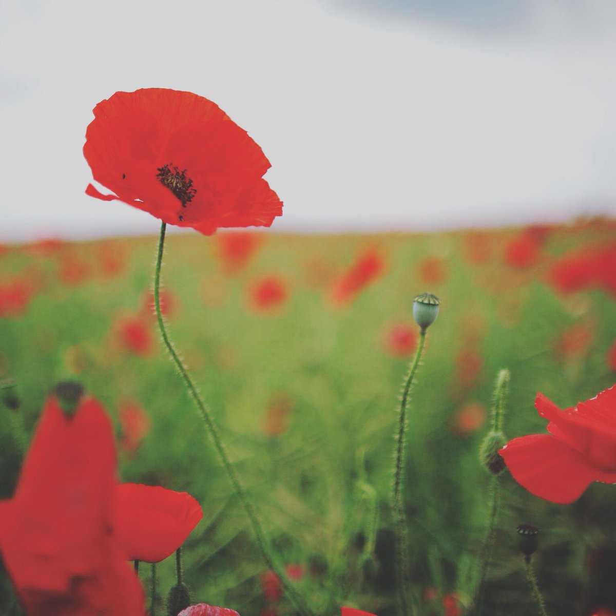 PerthChocolate's tweet image. We will be opening at noon instead of our usual time to pay respects. Thank you