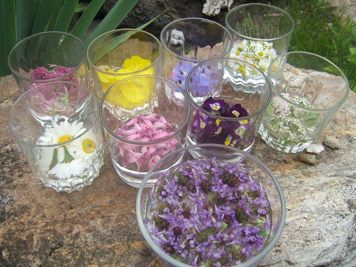 FlowerNicholle's tweet photo. Did you know there is a Difference Between a Flower Essence and an Essential Oil???
🌸 #alternativemedicine #stress #Anxiety #trauma #peace https://t.co/w4ySgiwwIJ