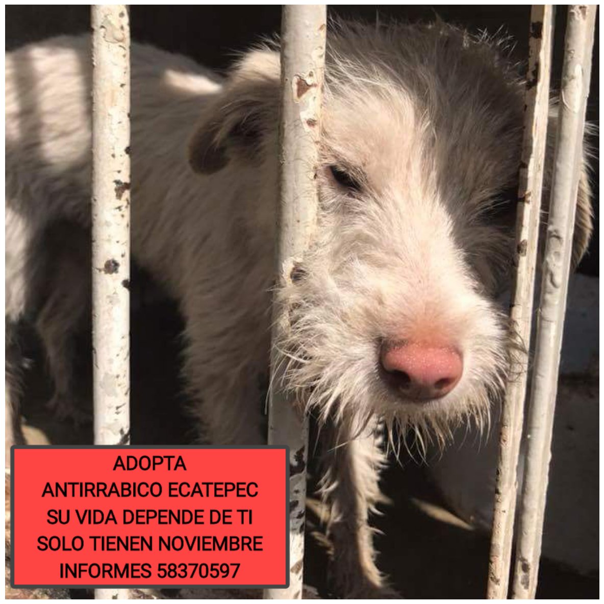 LeoJabbasky's tweet photo. Estos 🐶🐶 están en la perrera #Ecatepec proximos a ser ASESINADOS toquemos nuestro 💛 y salvémoslos, por favor difunde!!! https://t.co/PTQI2I6APr