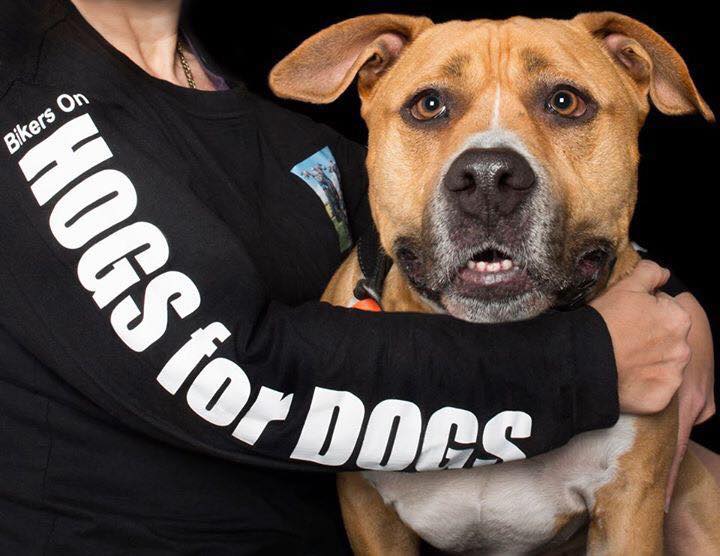 WAVetBillAssist's tweet photo. #CauseforPaws2017 12/11/17 8am is #PerthCommunity event hosted by Bikers on Hogs for Dogs @ https://t.co/WDFKaWm89J for event info! #dogs #charity #bikers #harleydavidsons #fundraising #nfp #socialgood
#donations #Perthevents https://t.co/pmrdIHP3Yv