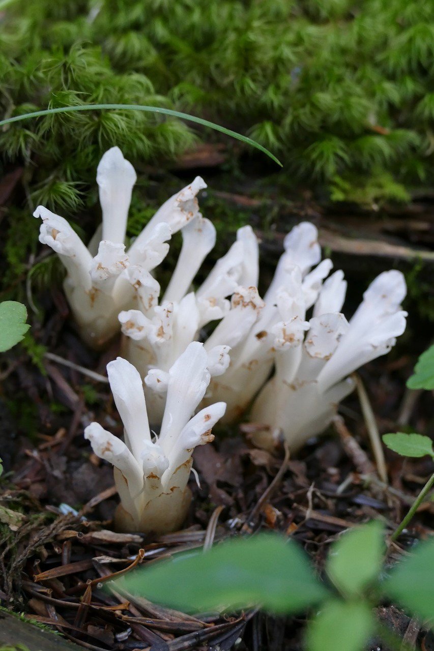 末次 健司 カマドウマに種子を運んでもらっている光合成をやめた植物 2種目の紹介はキヨスミウツボ この植物 も花の時期も果実の時期も全く植物に見えない面白い形をしています 1属1種と言われていますが 複数の隠ぺい種がある可能性があることが示唆され