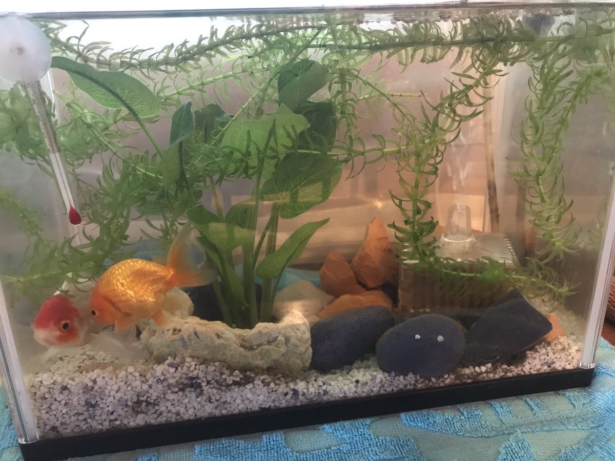 Chee 皿砂利はイイぞぉ 何故なんだ 30cmない水槽に２匹で ヒーターなし 一ヶ月以上全く水換えされて無い のに 元気モリモリ不調の欠片もない実家ぁーず 水草も全く変える必要なしで元気 うちではありえない 日光 日光なの バクテリアなの 教え