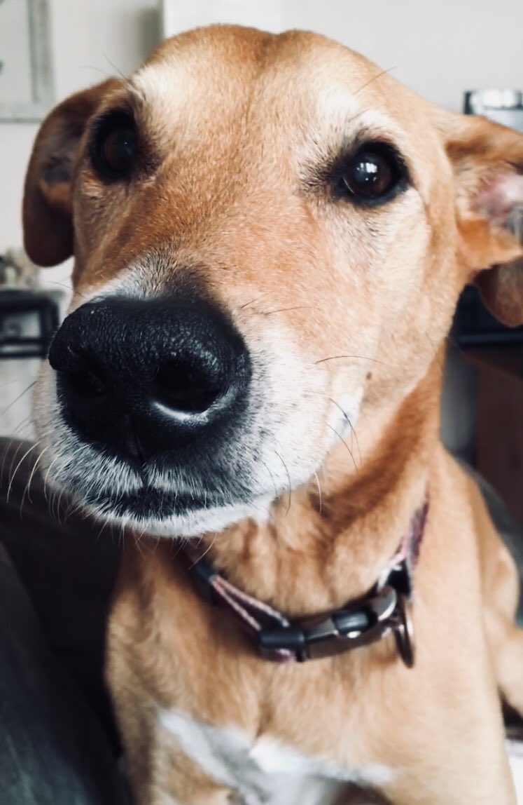 BellaBee1127's tweet photo. Love your Humans💗 https://t.co/QKKb5Xezrz