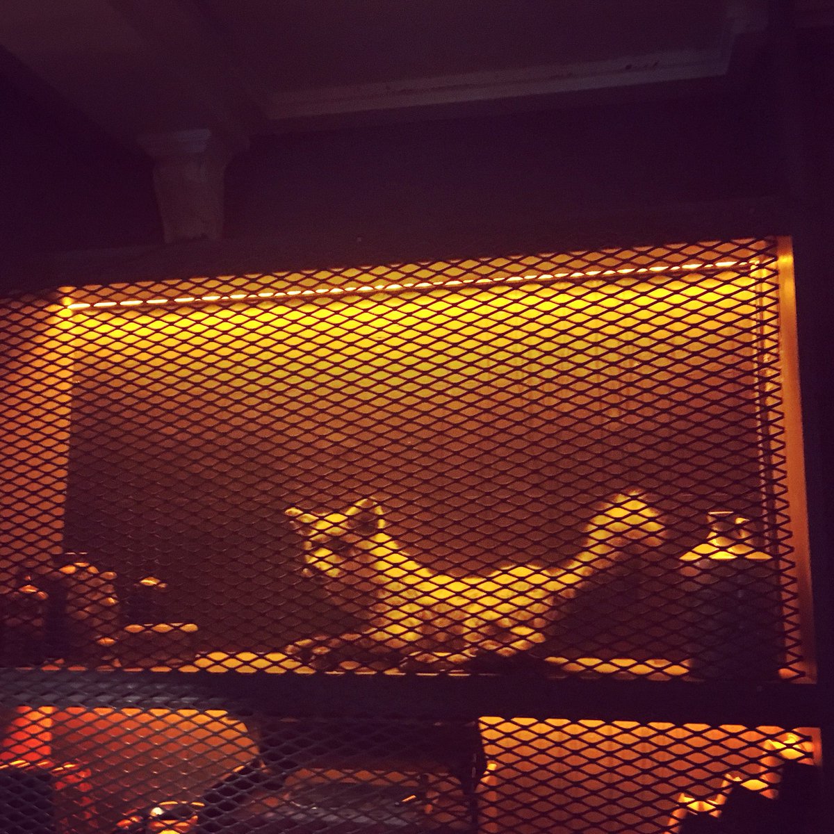 MoKellyDJ's tweet photo. Djing:) ooh fox-in-cage-y coming to get me! @thewileyfoxdublin @thesoundhousedublin #areyouexperienced #hendrix #foxfun https://t.co/8Zfuc6QWFc
