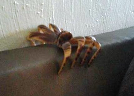 OpacoRancio's tweet image. Imaginate encontrarte esto en tu casa, imaginate cagarlo a chancletazos y que no le pase nada, como si fuera de plástico ese gancho para el pelo hijo de re mil putas.