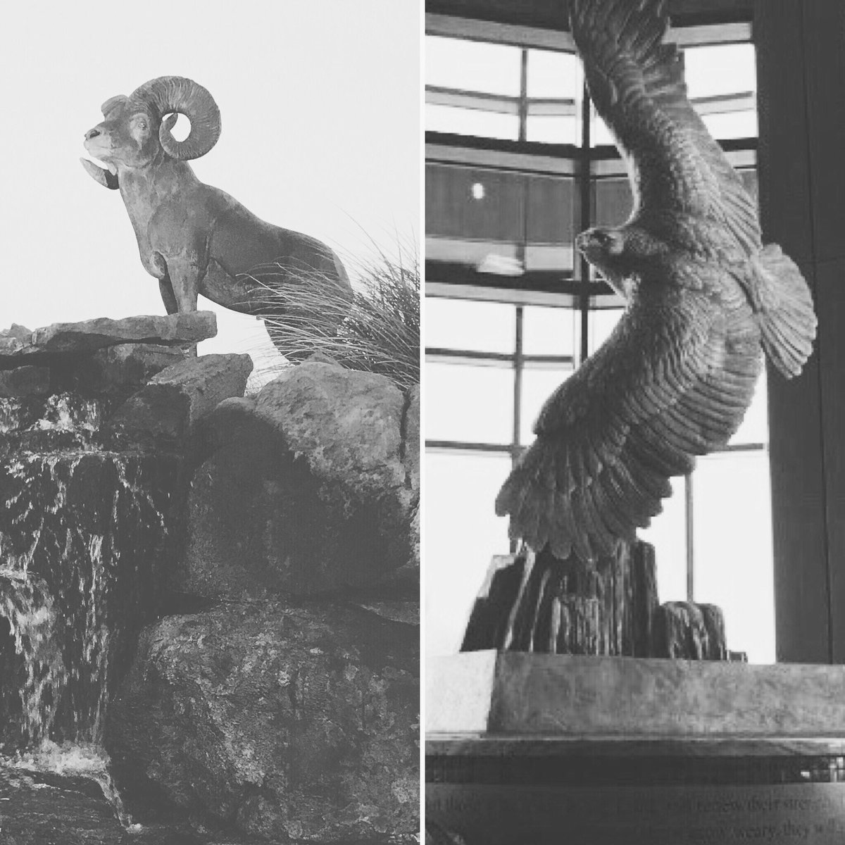FirstBankOwasso's tweet photo. We have an iconic ram and eagle on display at our HQ. Tonight, the playoffs begin and more iconic Rams and Eagles will be on display. Go @OwassoAthletics and @RejoiceFootball! Take state! #RamPride #RiseUp #DifferenceMakersOvercome #OKPreps https://t.co/tuV8cipuBl