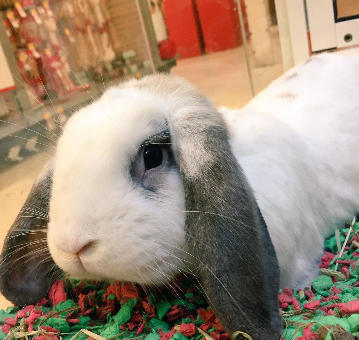 1171Petsmart's tweet photo. Need some bunny to love? Spot is patiently waiting for his furever family to hop up! 💕🐰#NationalAdoptionWeekend @PetSmartChariTs #adoptlove https://t.co/57MmVpJuQQ