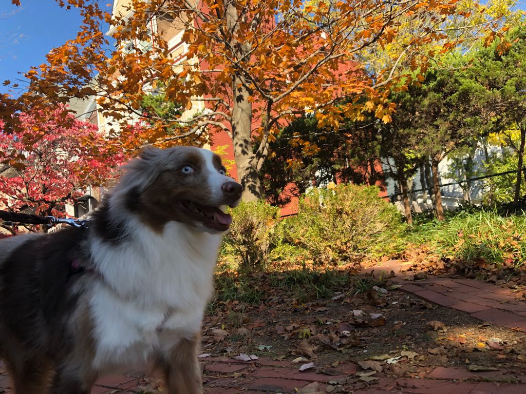 Austin Dog Butler tweet media