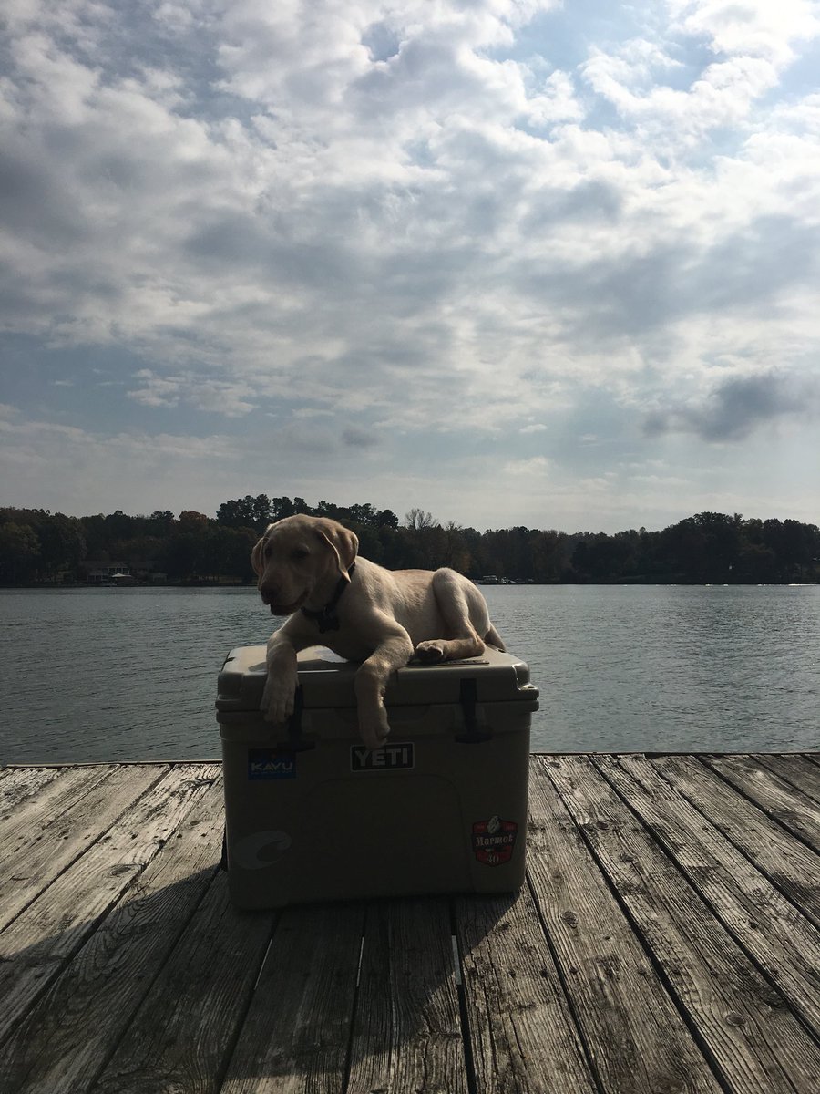 LabradorUnlimit tweet picture