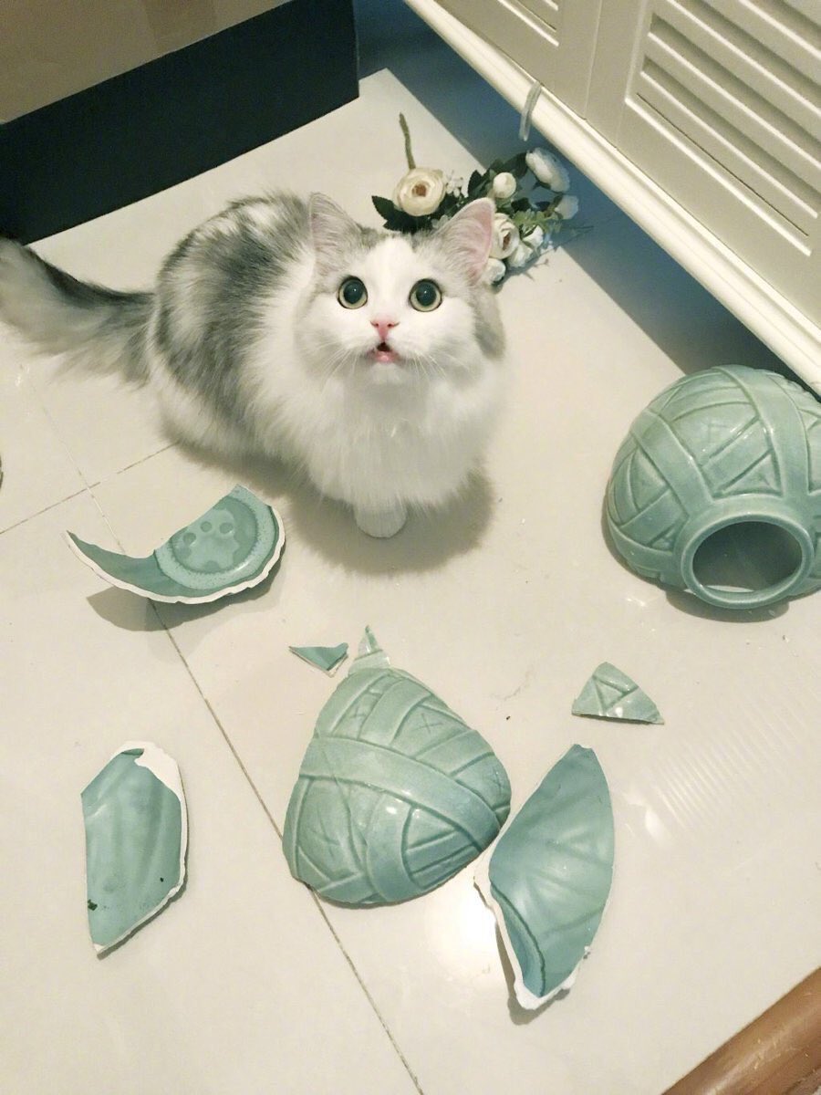 animalaround's tweet photo. ไม่ต้องมาตีหน้าเศร้าเลยนะ https://t.co/QzN7VpI0fq