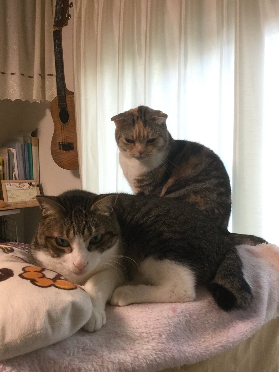 恵村まお Auf Twitter 無言でねこ写真をあげる見た人もやる 過去絵はやめたけど 猫は喜んでハッシュタグという罠にはまる